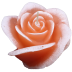 Zalm roze roos figuurkaars met mango papaja geur (30 uur)